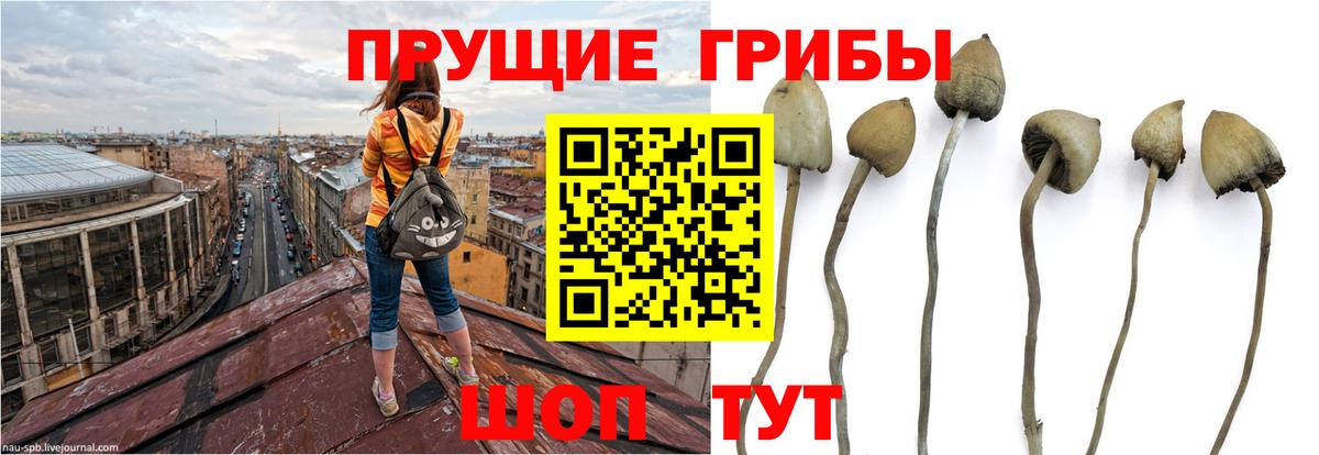 Галлюциногенные грибы мицелий Кохма